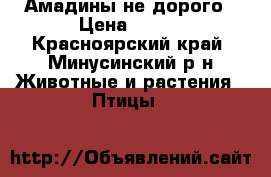 Амадины не дорого › Цена ­ 600 - Красноярский край, Минусинский р-н Животные и растения » Птицы   